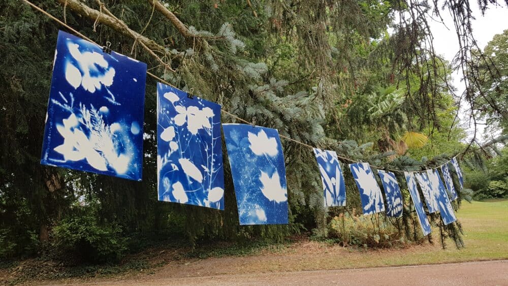 Cyanotypes