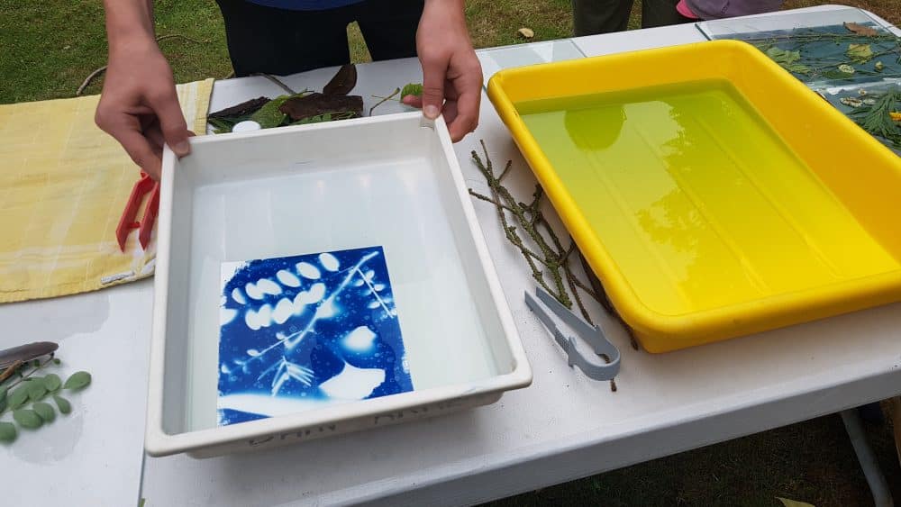 Cyanotype (c) Diane Ducamp